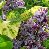 Lilac aucubafolia: fotografija + recenzije